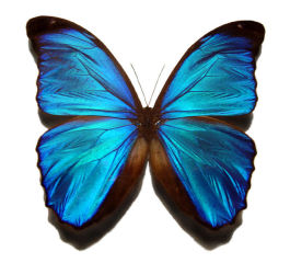 blue_morpho_butterfly_large.jpg